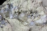 Purple/Gray Fluorite Cluster - Marblehead Quarry Ohio #81168-2